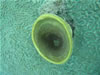 [Click] - to enlarge